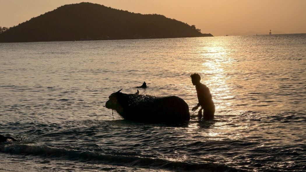 A man washing a water buffalo in the shallow waters of Koh Samui at golden hour sunset, with a tropical island silhouette in the background