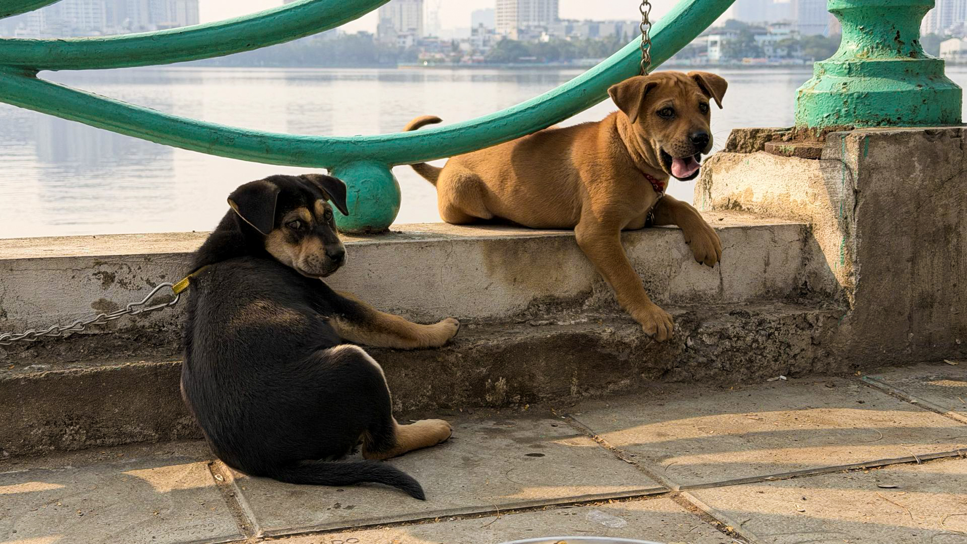Two playful puppies resting by the lakeside in Hanoi, Vietnam. Two playful puppies resting by the lakeside in Hanoi, Vietnam.