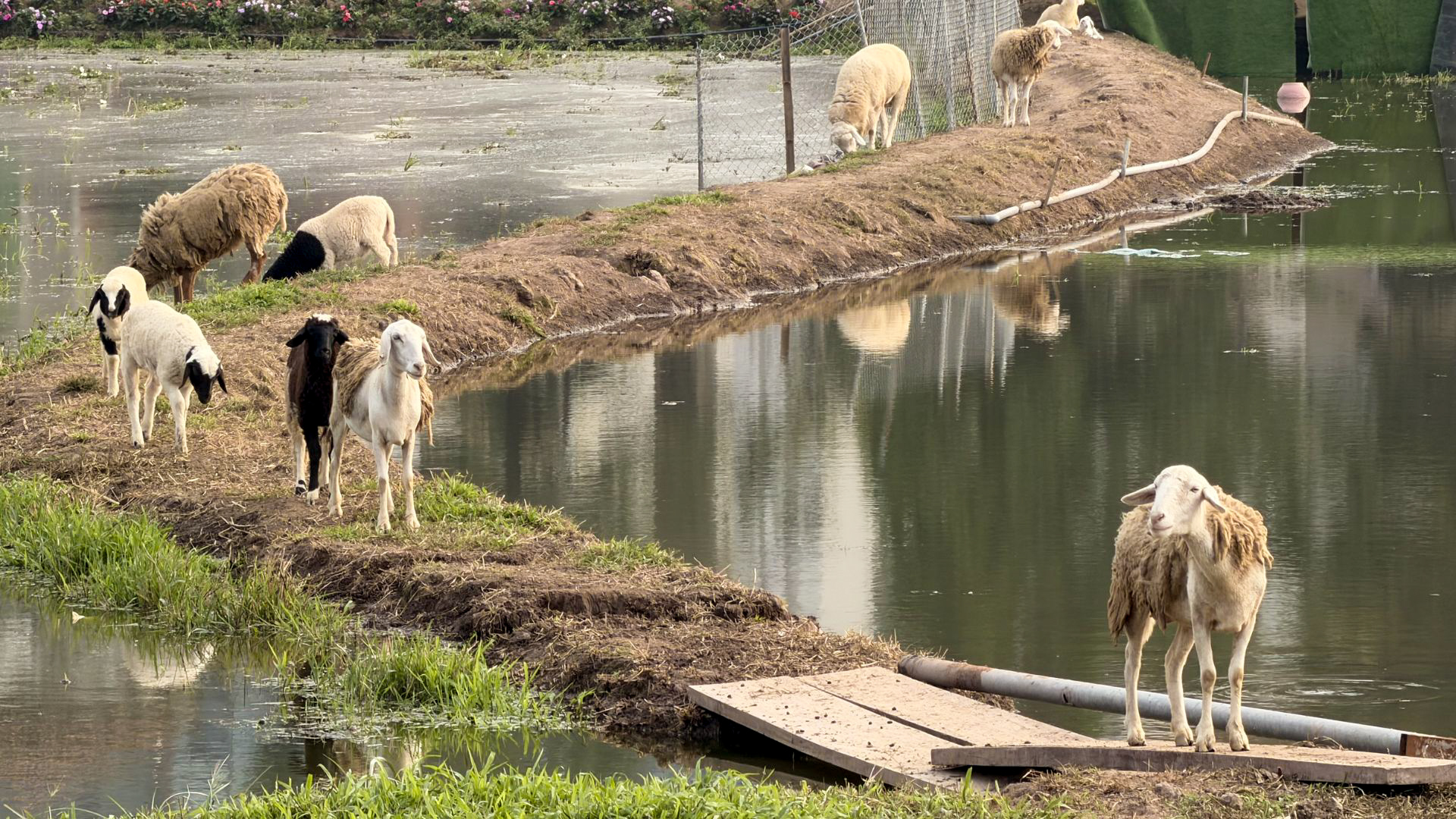 Sheep grazing beside a lake in Hanoi, Vietnam. Sheep grazing beside a lake in Hanoi, Vietnam.