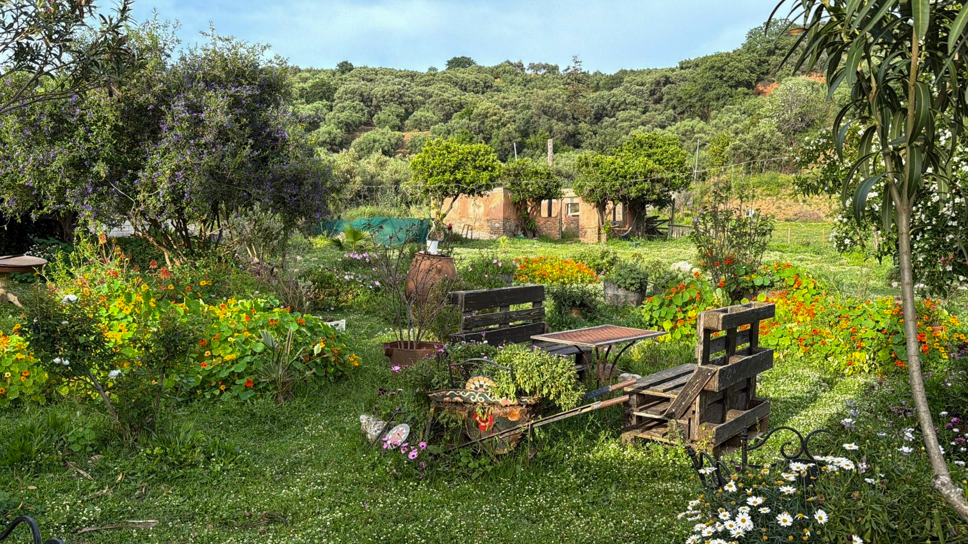 Lush garden cafe with wildflowers and wooden benches in the Cretan countryside
